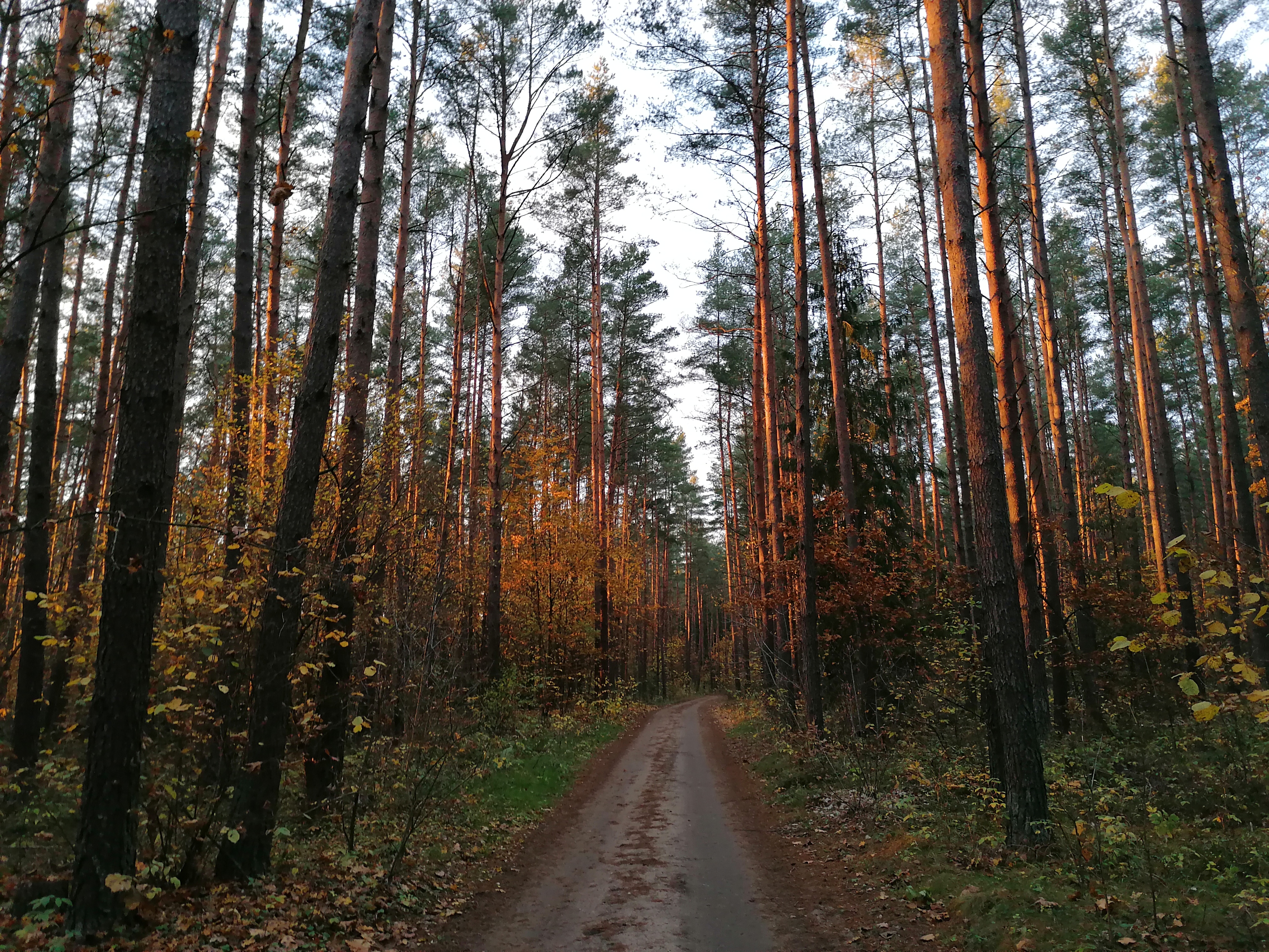 ścieżka leśna