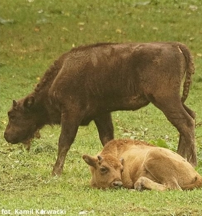 Na fotografii dwa młode osobniki żubrów