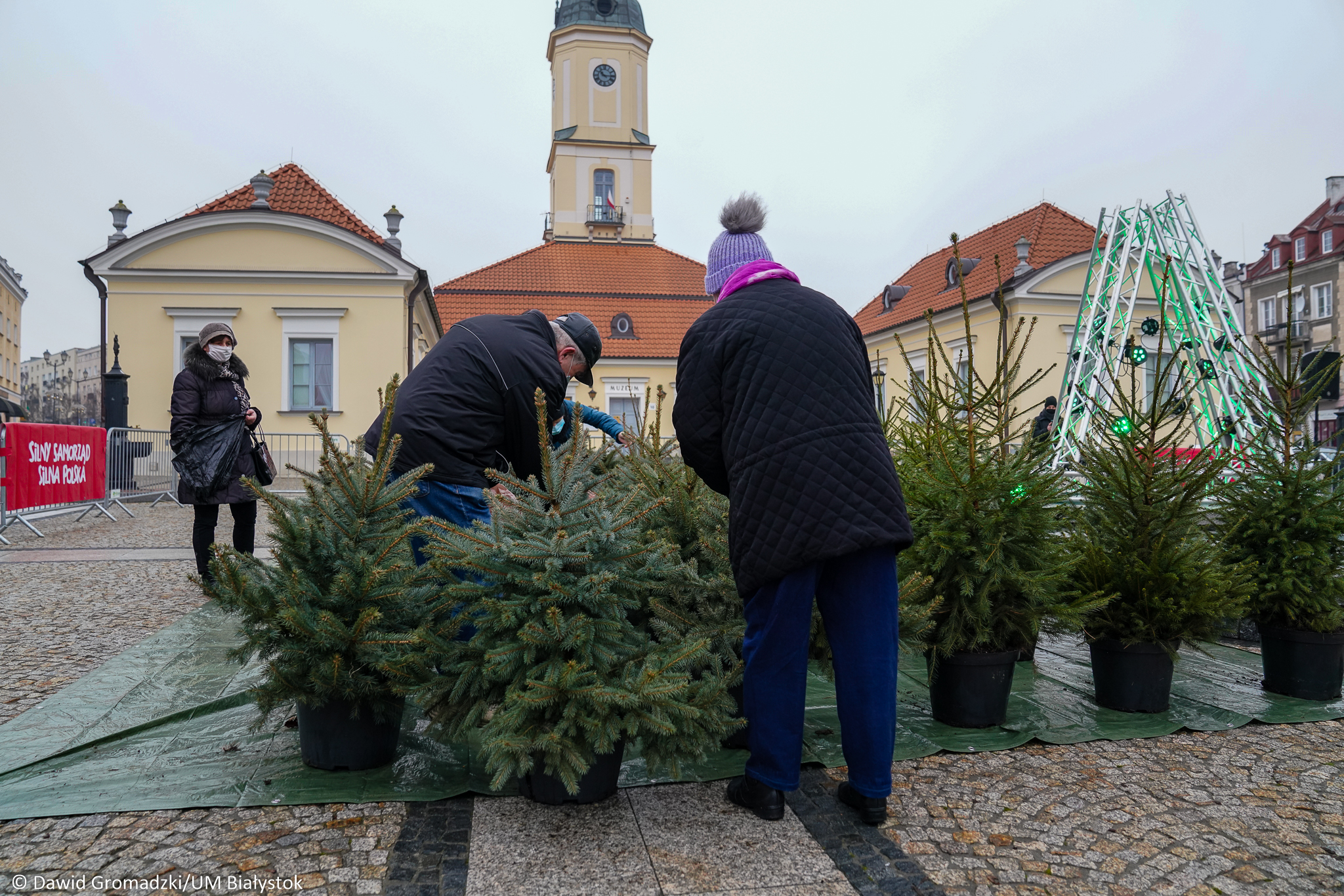 mieszkańcy miasta wymieniają sztuczne choinki na żywe drzewka