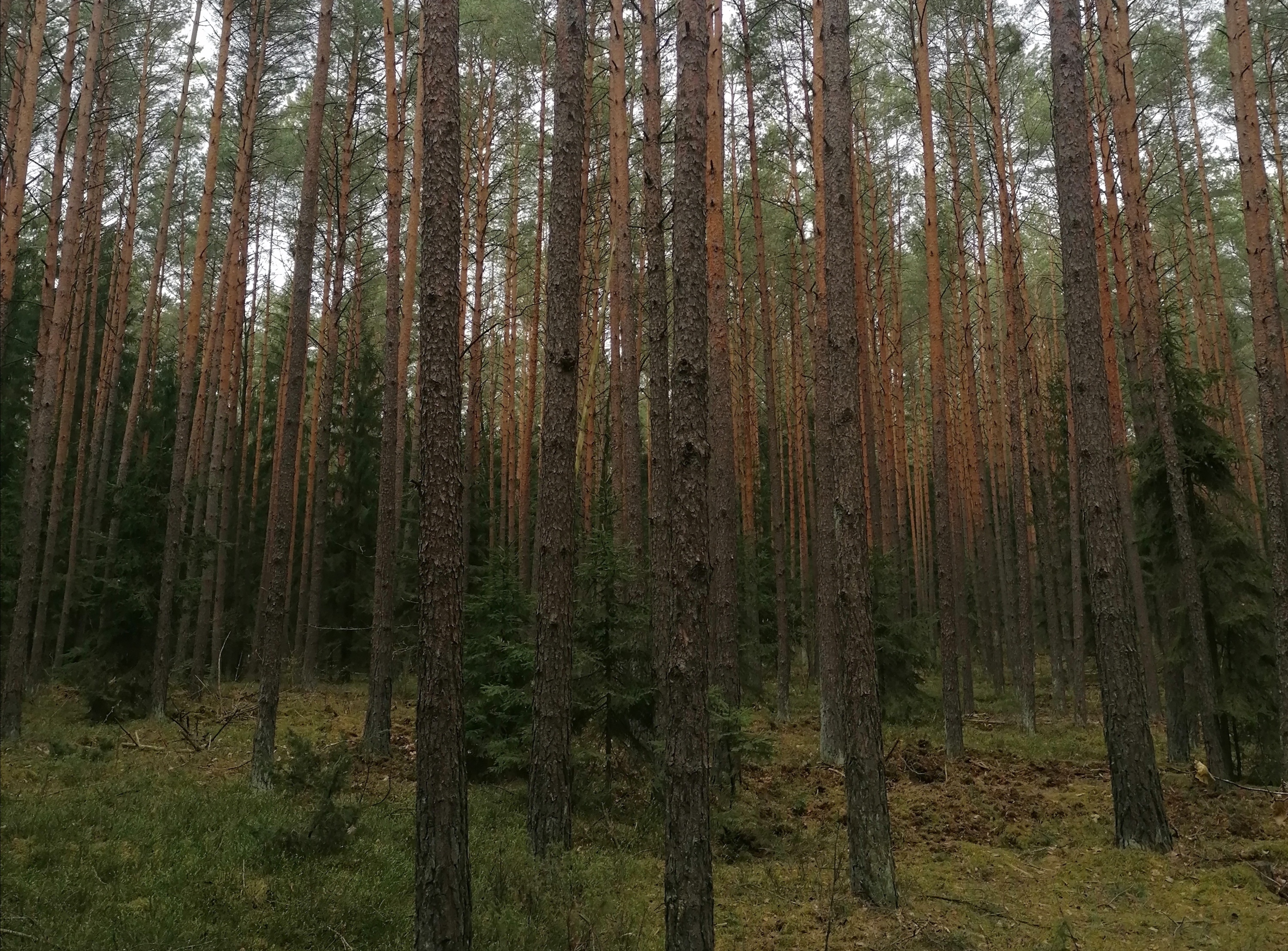 Fragment lasu solnickiego