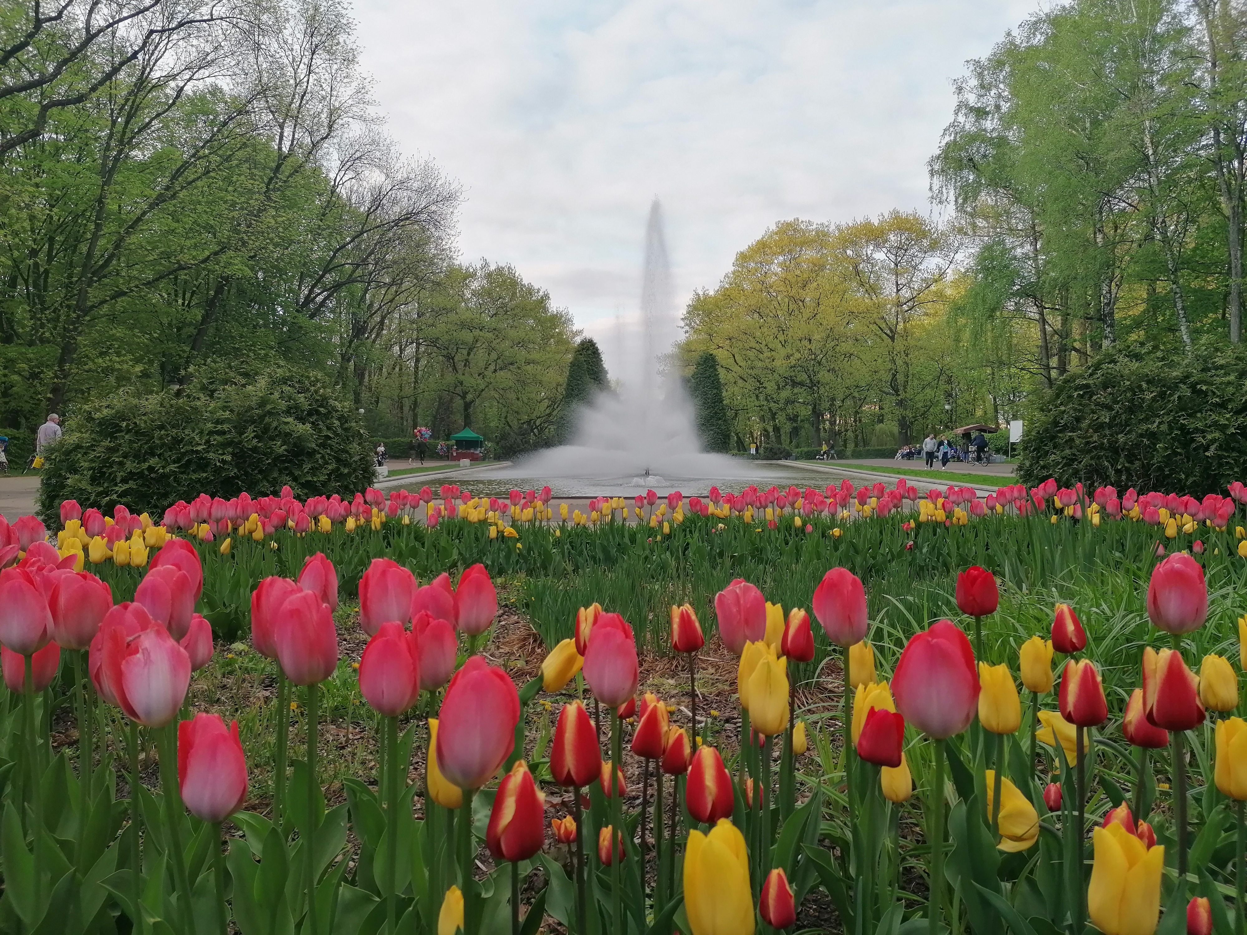 Tulipany rosnące w Parku Planty