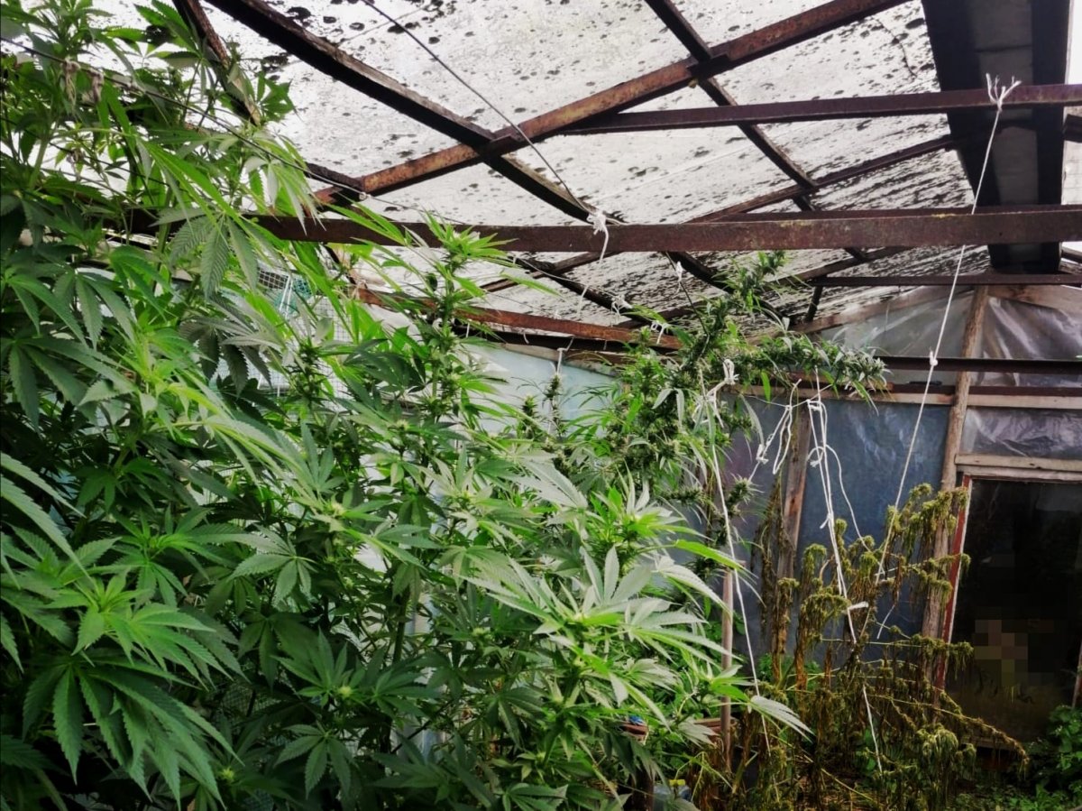 Rośliny konopi na plantacji