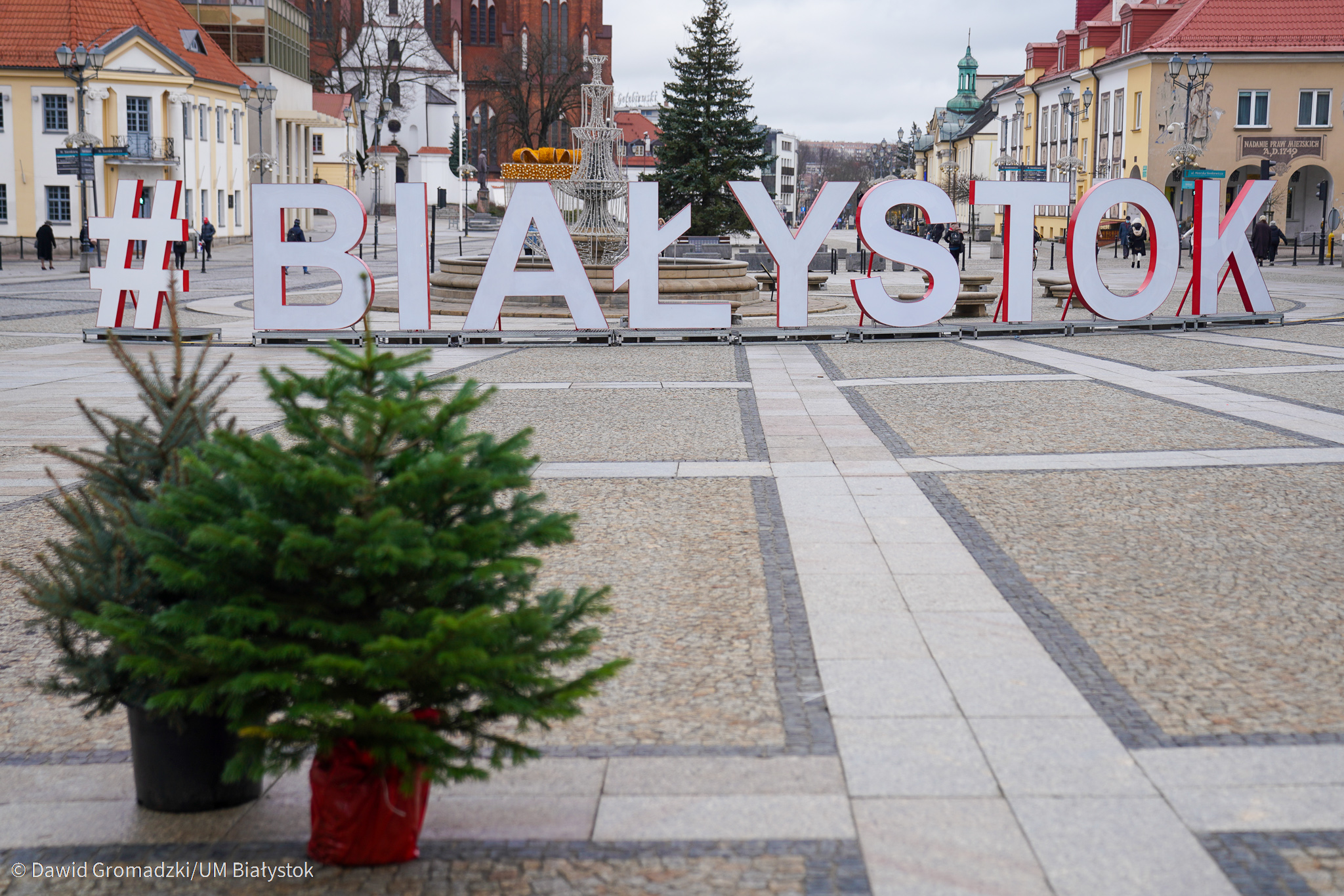 Choinki w doniczce stoją na Rynku Kościuszki, w tle napis Białystok