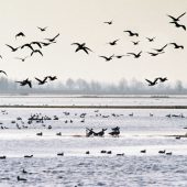 Ptaki nad rzeką