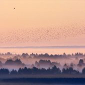 Stado ptaków nad drzewami