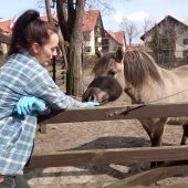 Konik polski na wybiegu wraz z opiekunką