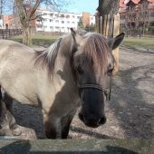 Konik polski na wybiegu