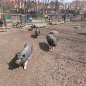 świnki wietnamskie na wybiegu