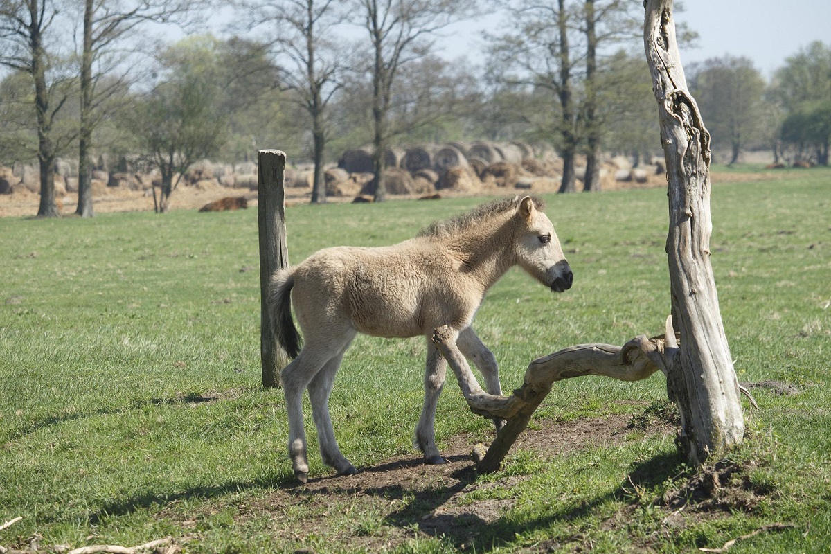 Konik polski na trawie