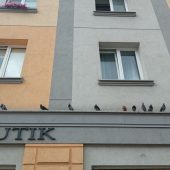 Gołębie siedzą na gzymsie budynku