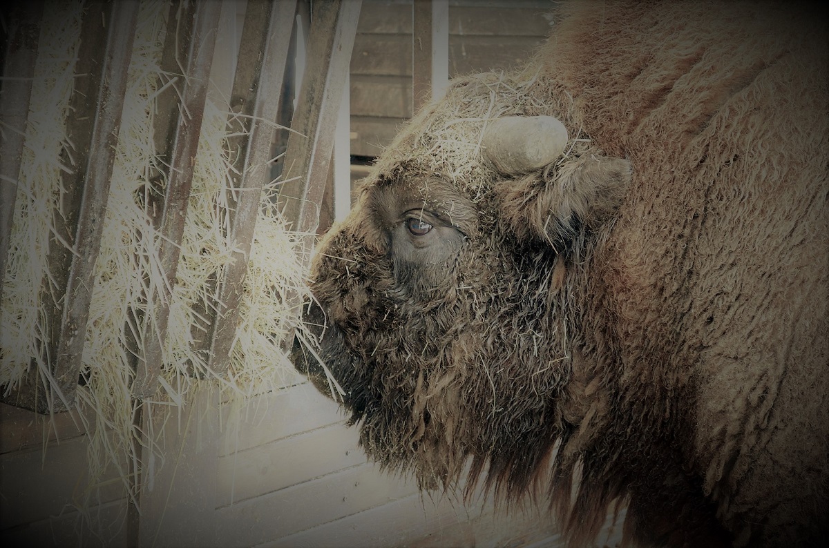 żubr w zoo