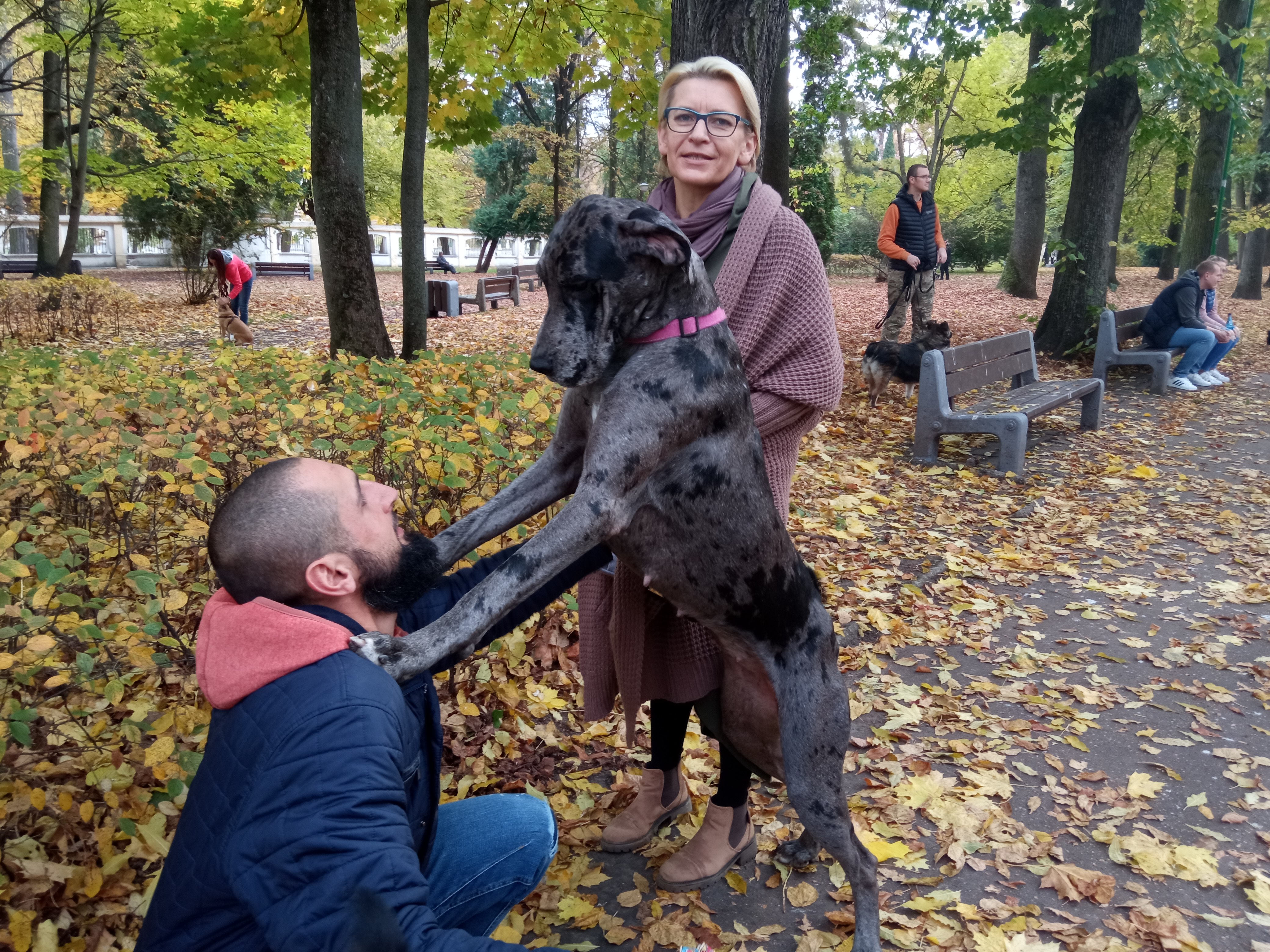 Olbrzymi pies - dog opiera się łamapami na ramionach męźczyzny. Obok stoi kobieta
