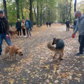 Dwa psy na smyczy na alei parkowej