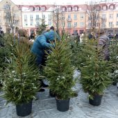 Ludzie oglądają i wybierają choinki w doniczkach