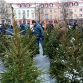 Ludzie oglądają i wybierają choinki w doniczkach