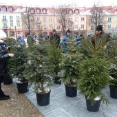 Ludzie oglądają i wybierają choinki w doniczkach