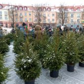 Ludzie oglądają i wybierają choinki w doniczkach