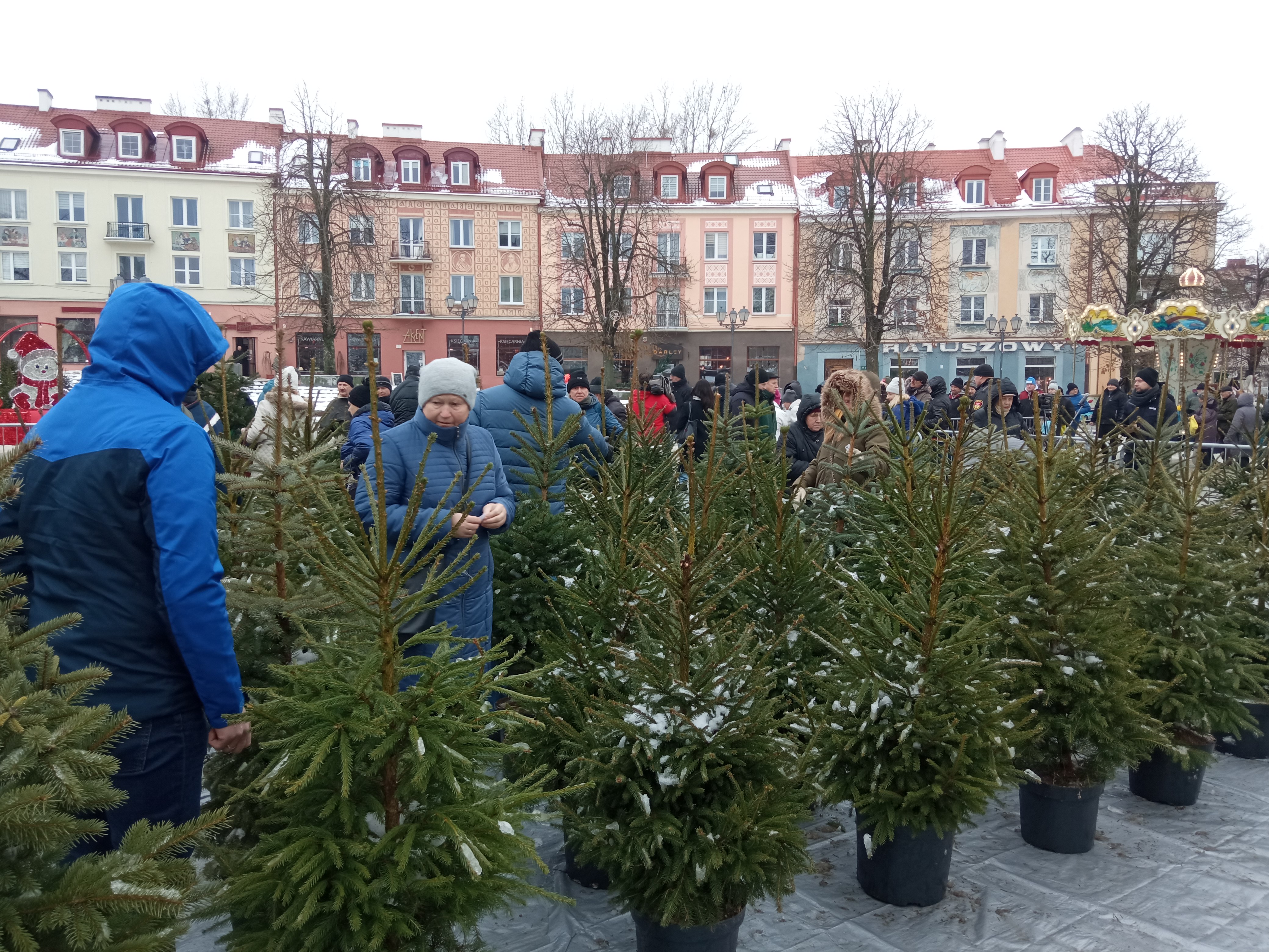 Ludzie oglądają i wybierają choinki w doniczkach