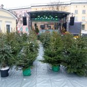 Choinki w doniczkach stoją pzrygotowane do rozdania