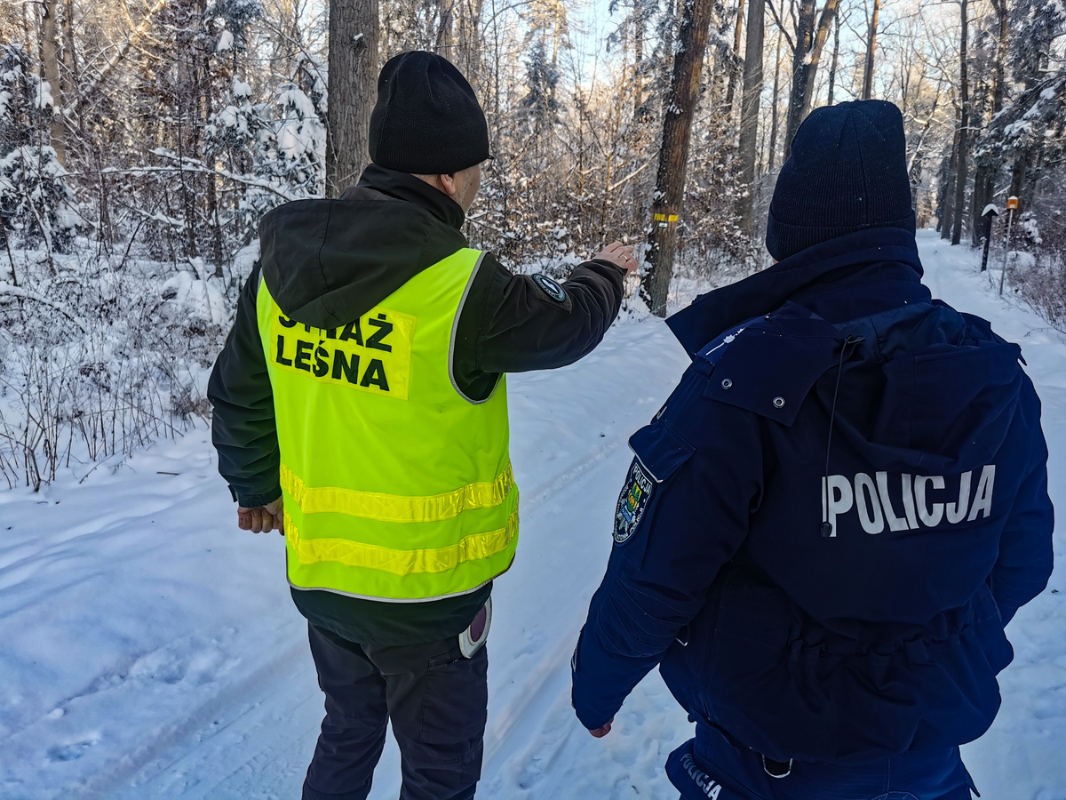 Stop nielegalnej wycince choinek
