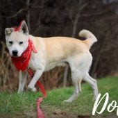 Pies w schronisku