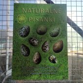 Plakat z ptasimi jajkami