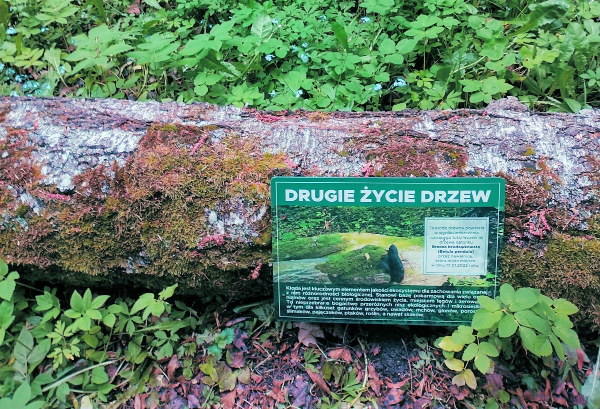 Drugie życie drzew