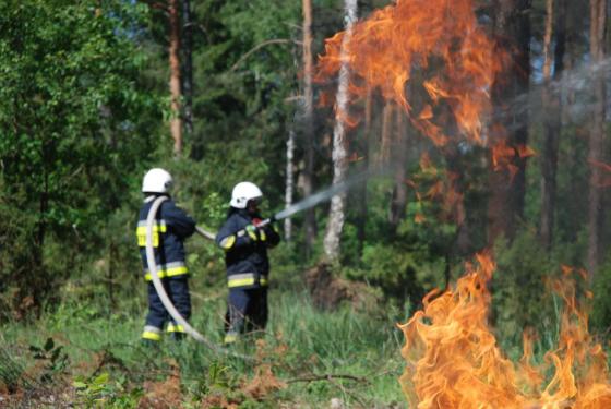 Dwóch strażaków gasi pożar w lesie