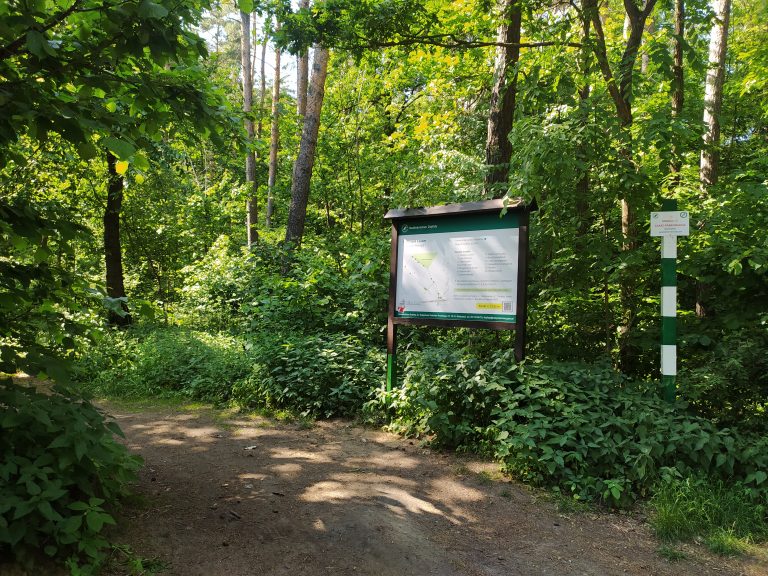 Las, w którym jest tablica informacyjna.