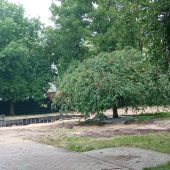 Prace na skwerze im. Pawła Adamowicza, zdemontowana fontanna, na pierwszym planie duże drzewo