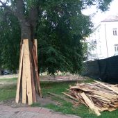 Zabezpieczone przed uszkodzeniem duże drzewo