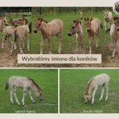 młode koniki
