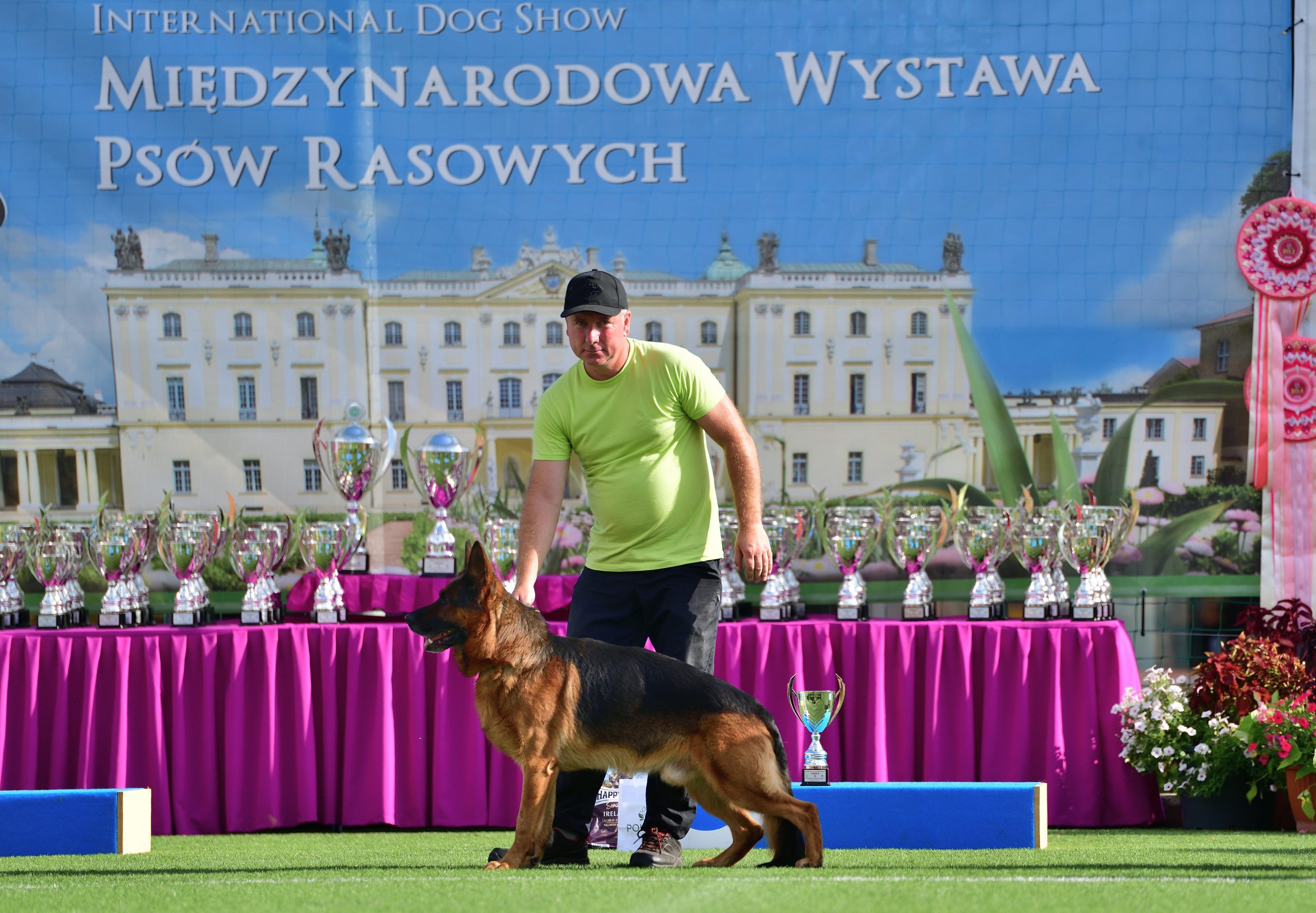 Mężczyzna stoi z psem owczarkiem przed stolikiem z pucharami