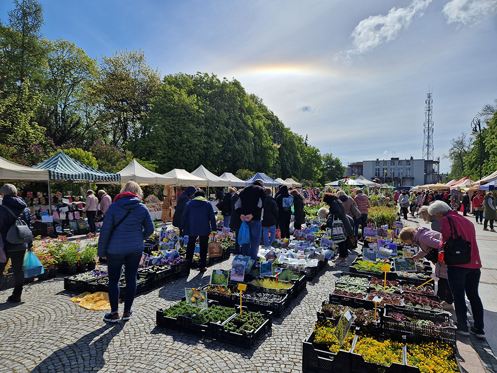 Ludzie oglądają rośliny