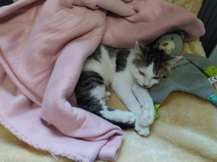 Kotek pod kocykiem
