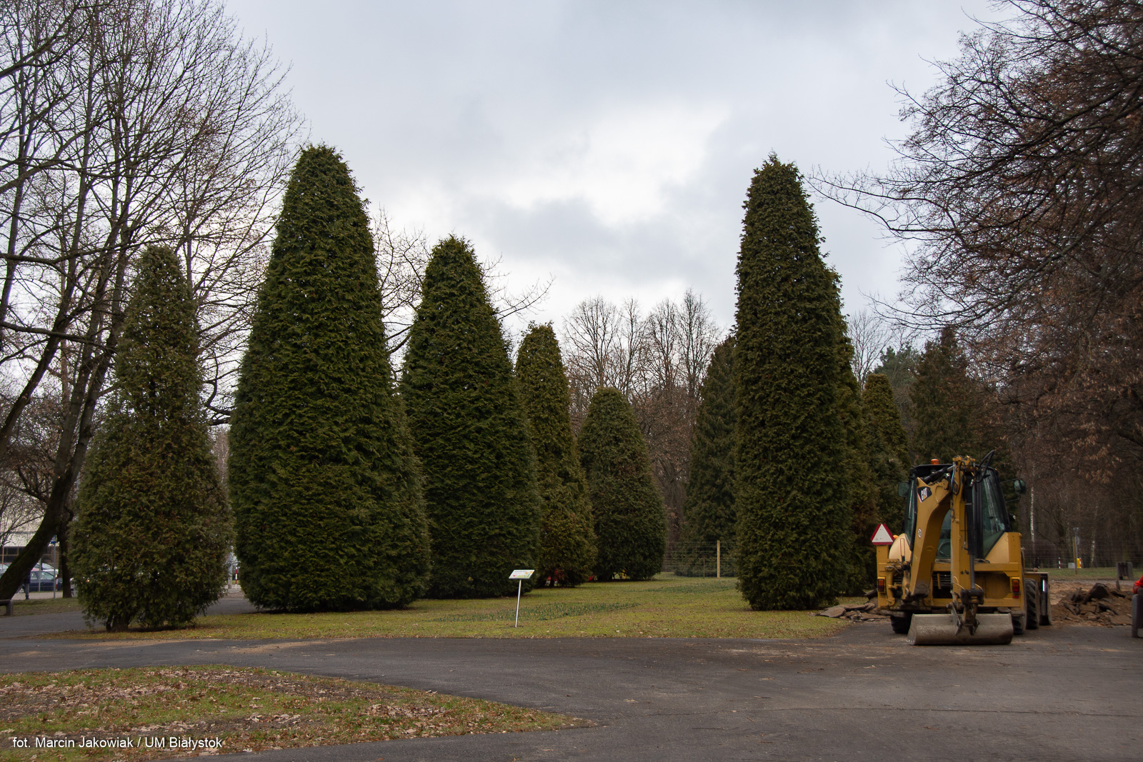 tuje, park planty
