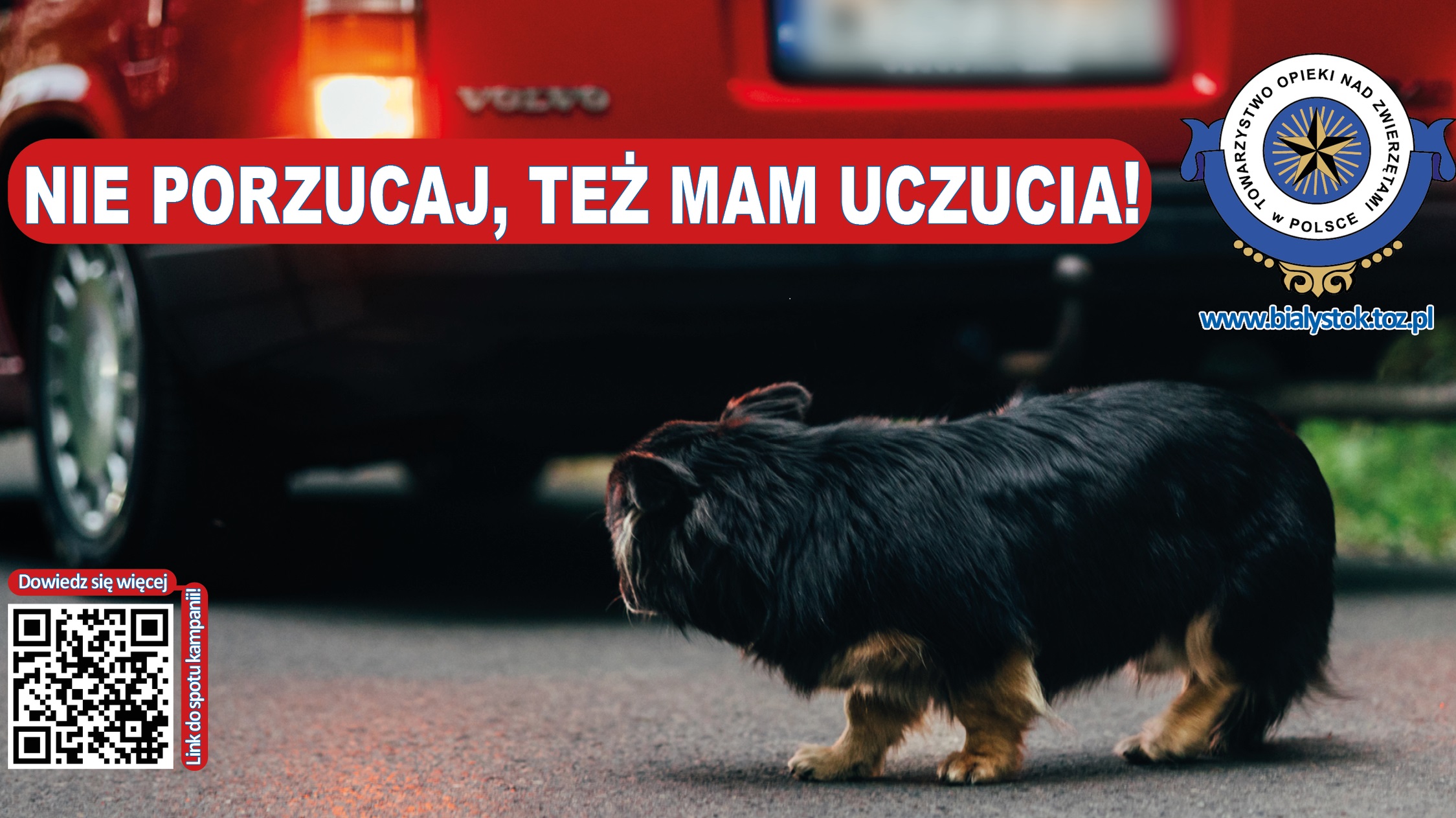 Pies za samochodem