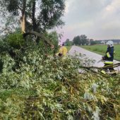 Połamane drzewo na drodze