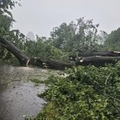 Na drodze leży powalone przez wichurę drzewo
