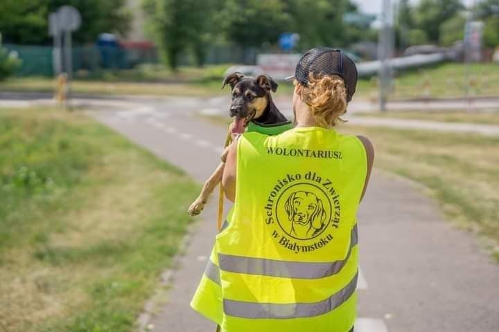 Kobieta w kamizelce z napisem wolontariusz trzyma psa.