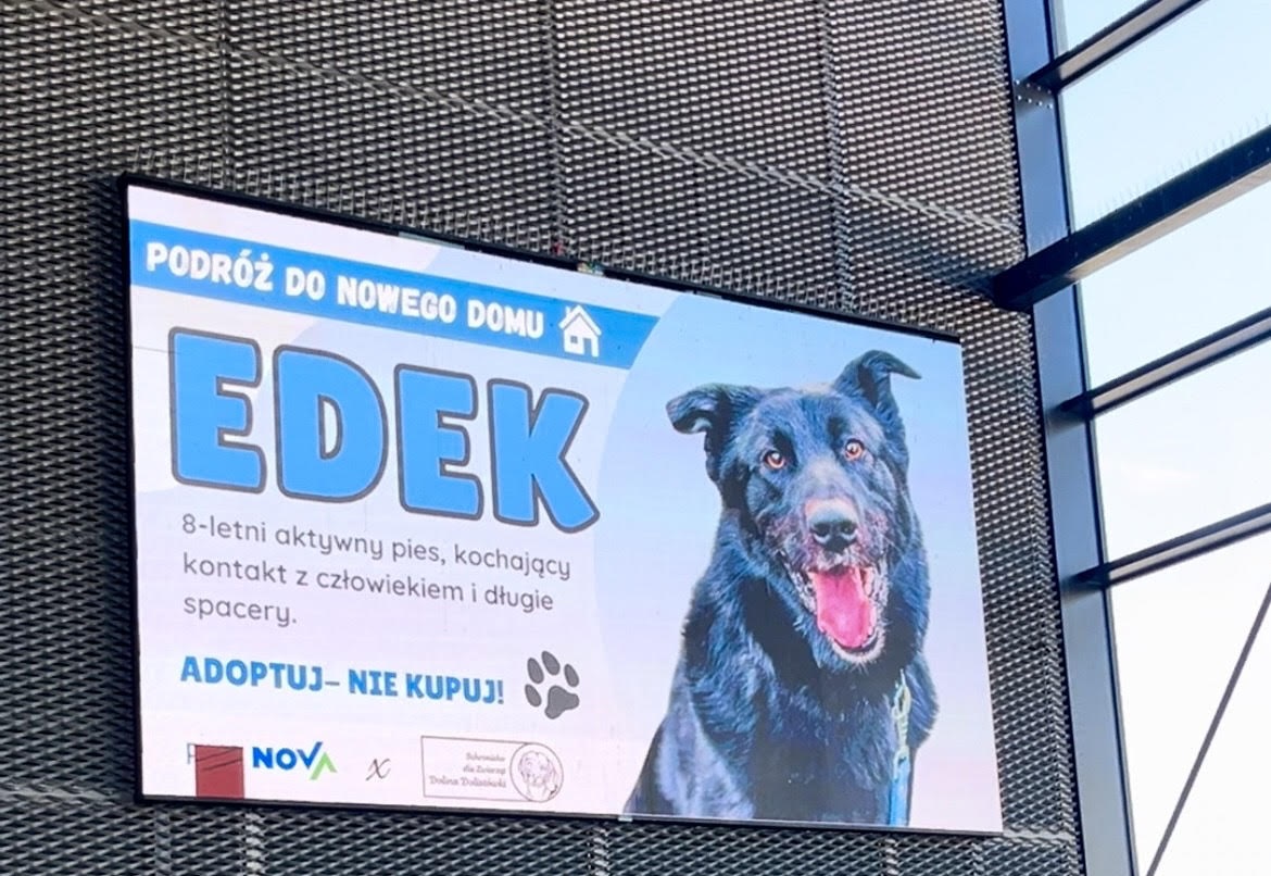 Zdjęcie psa na telebimie