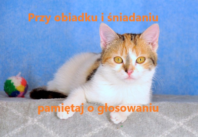 kot leży na dywaniku.