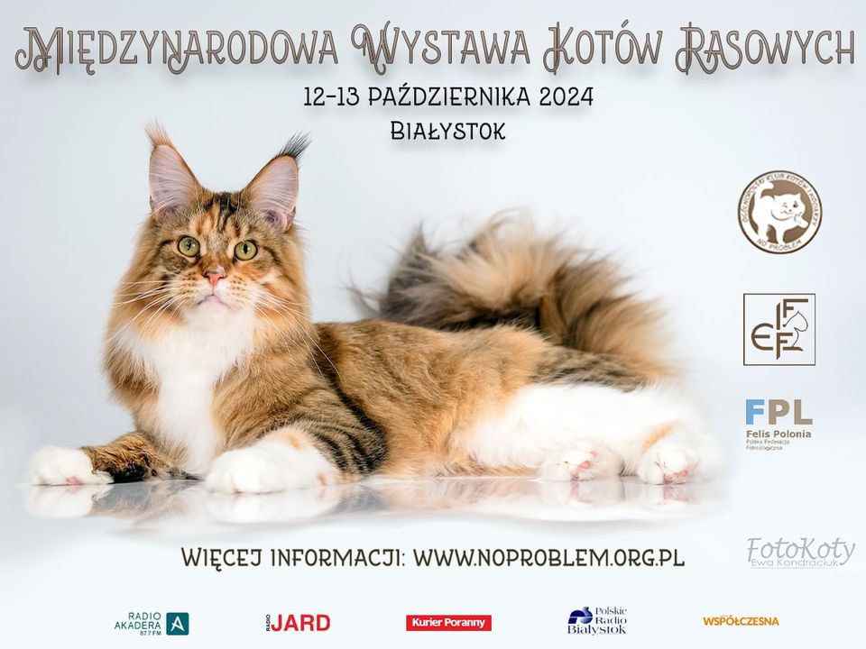 plakat z kotem.