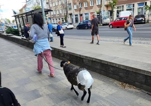 Kobieta prowadzi na smyczy owcę w pieluszce.