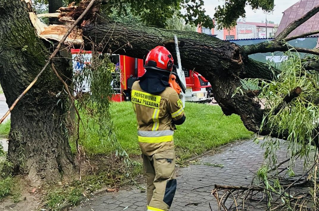 Strażak przecina powalone na drogę drzewo.