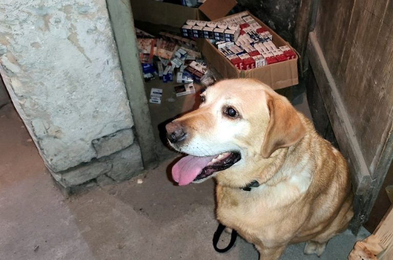Labrador Odi