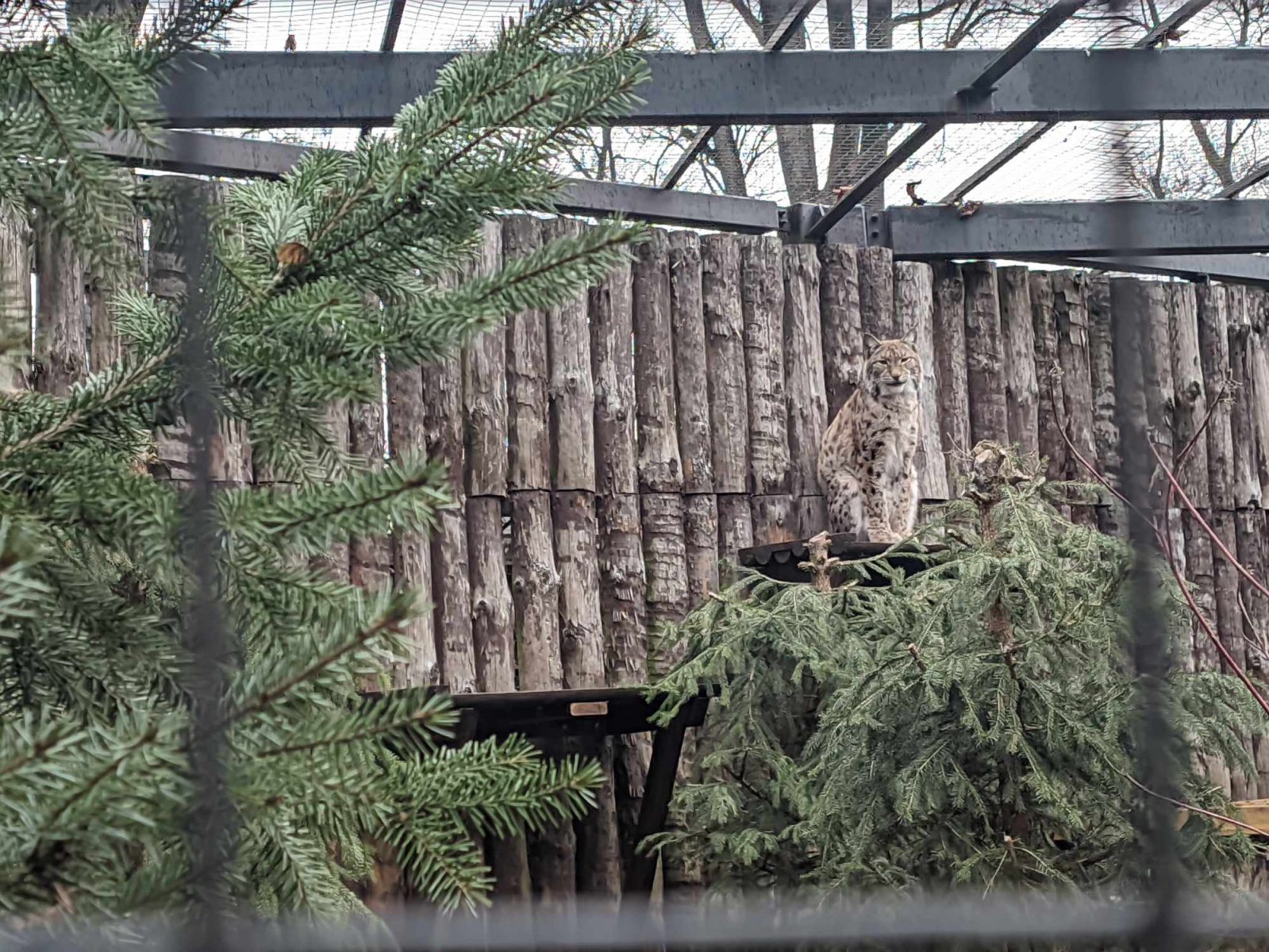 Akcent ZOO, fot. Hanna Kość