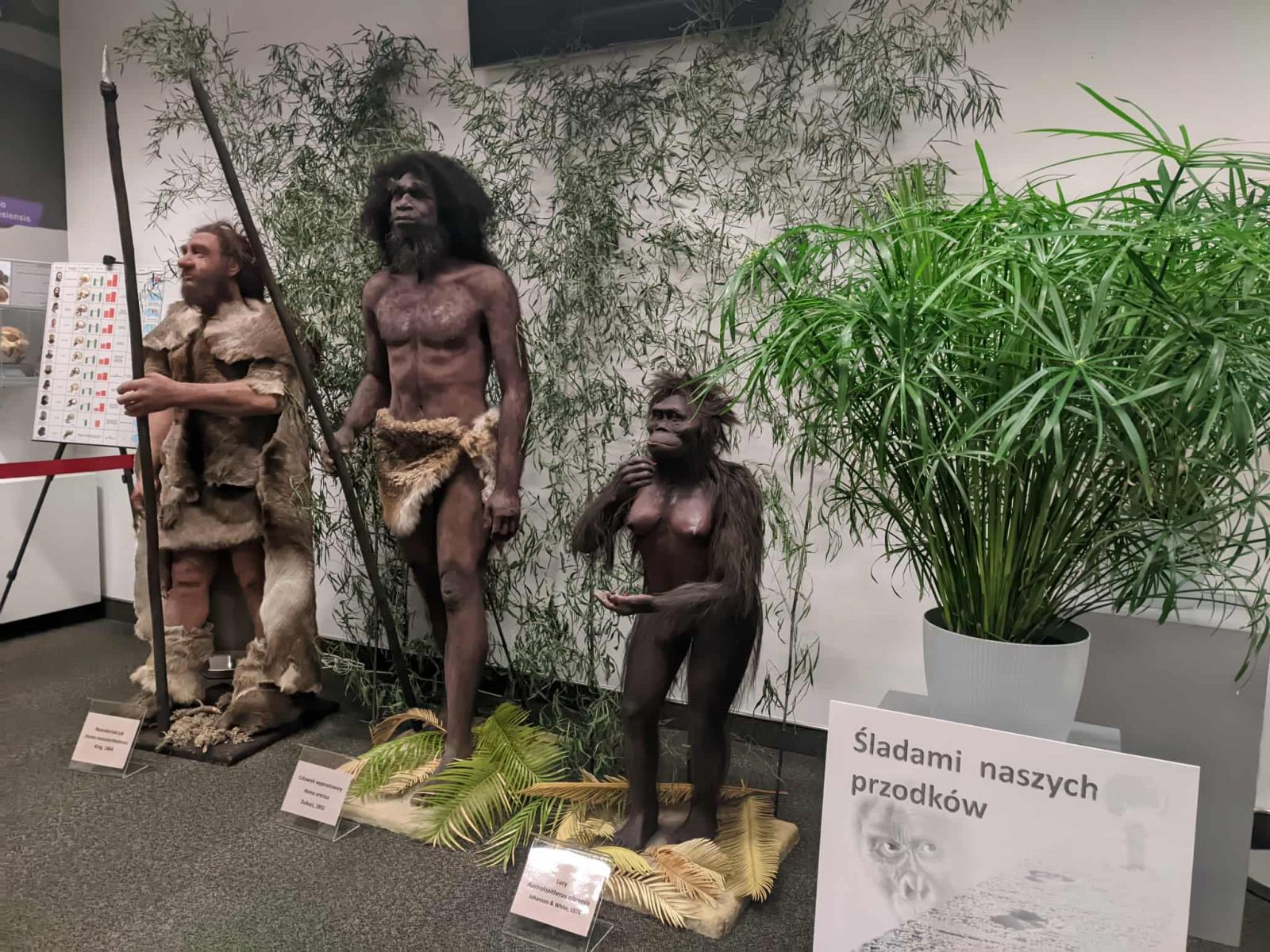 Wystawa "Śladami naszych przodków" w Uniwersyteckim Centrum Przyrodniczym, fot. Hanna Kość