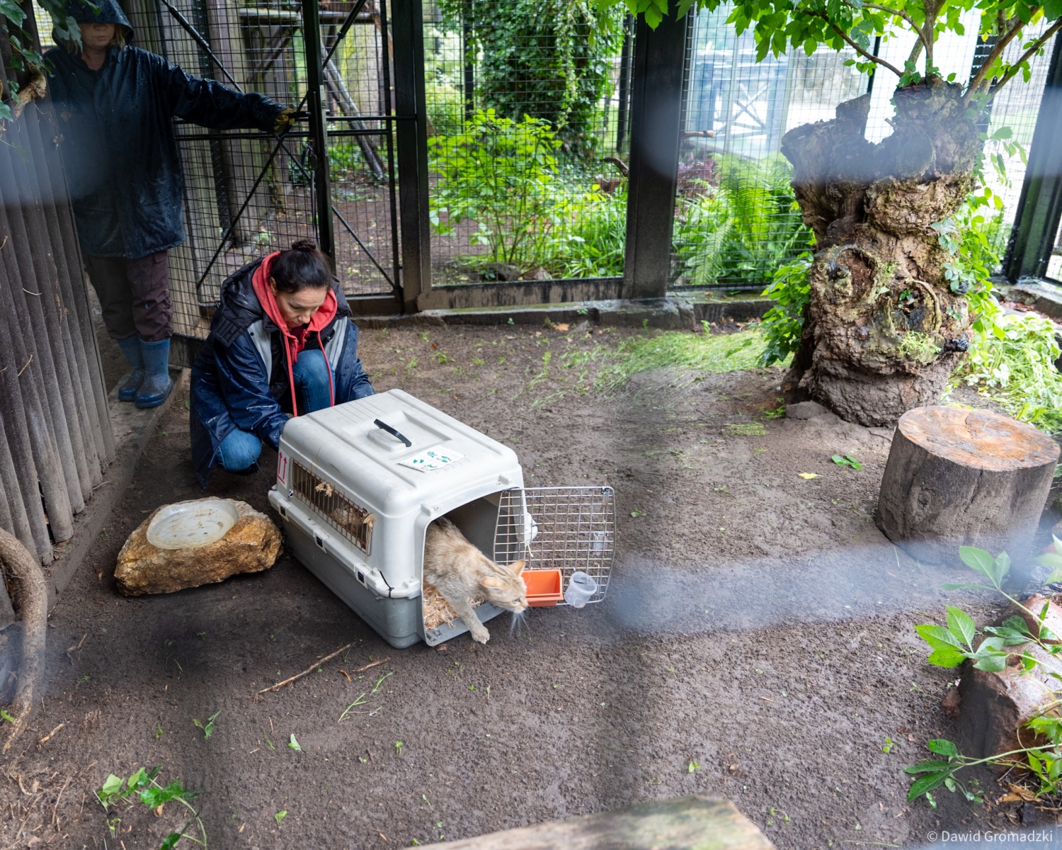 Żbik w Akcent ZOO, źródło: UM Białystok