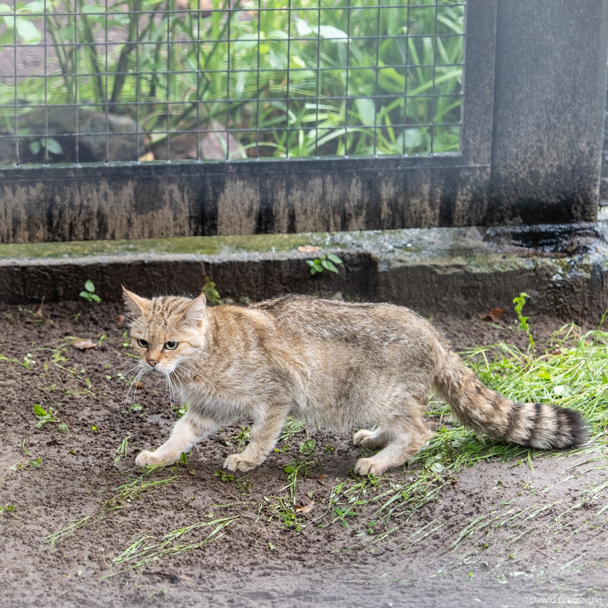 Żbik w Akcent ZOO, źródło: UM Białystok